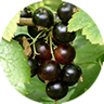 blackcurrant buds