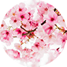 cherry blossom