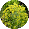 galbanum