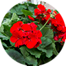 geranium