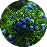 juniper
