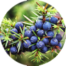 juniper berry
