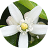 lime blossom