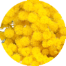 mimosa