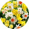 narcissus
