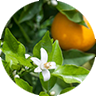 orange flower