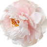 peony