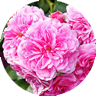 rosa centifolia