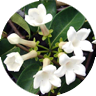 stephanotis