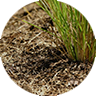vetiver