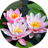 water lily